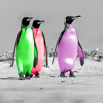 P1: digital kolorierte Königspinguine