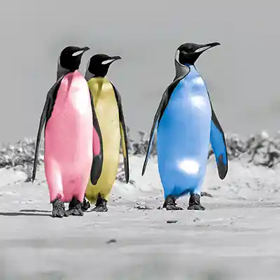 P2: digital kolorierte Königspinguine