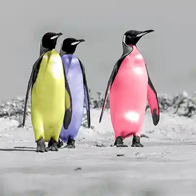 P3: digital kolorierte Königspinguine