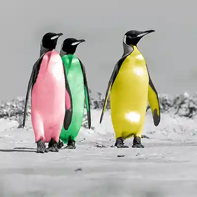 P5: digital kolorierte Königspinguine