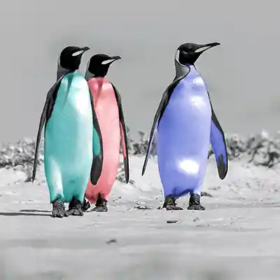 P6: digital kolorierte Königspinguine