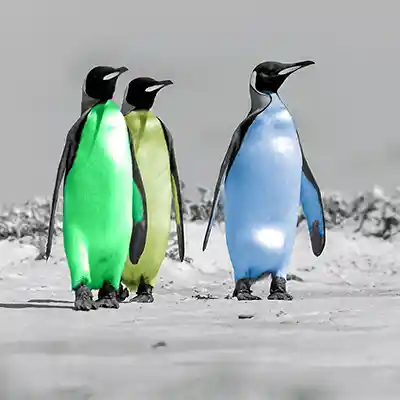 P7: digital kolorierte Königspinguine