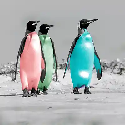 P8: digital kolorierte Königspinguine