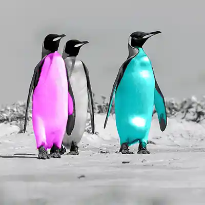 P9: digital kolorierte Königspinguine