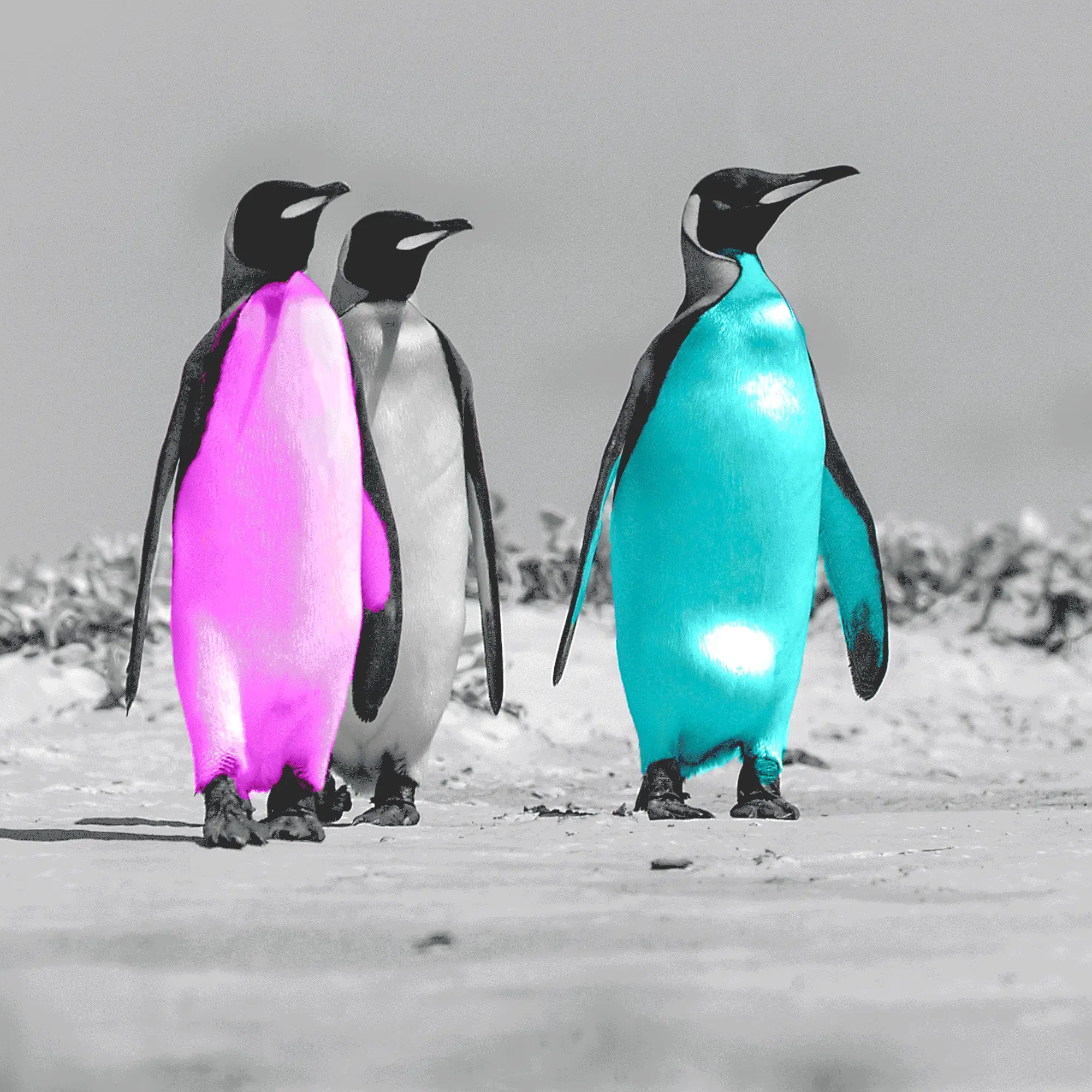 Animierte Folge der neun farbigen Pinguinmotive
